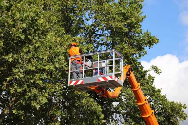 The Steps Involved in Our Tree Care Process in Newport News, VA